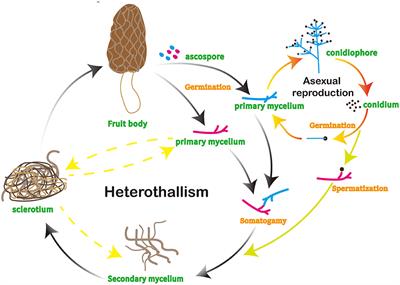 Cultivation, nutritional value, bioactive compounds of morels, and their health benefits: A systematic review